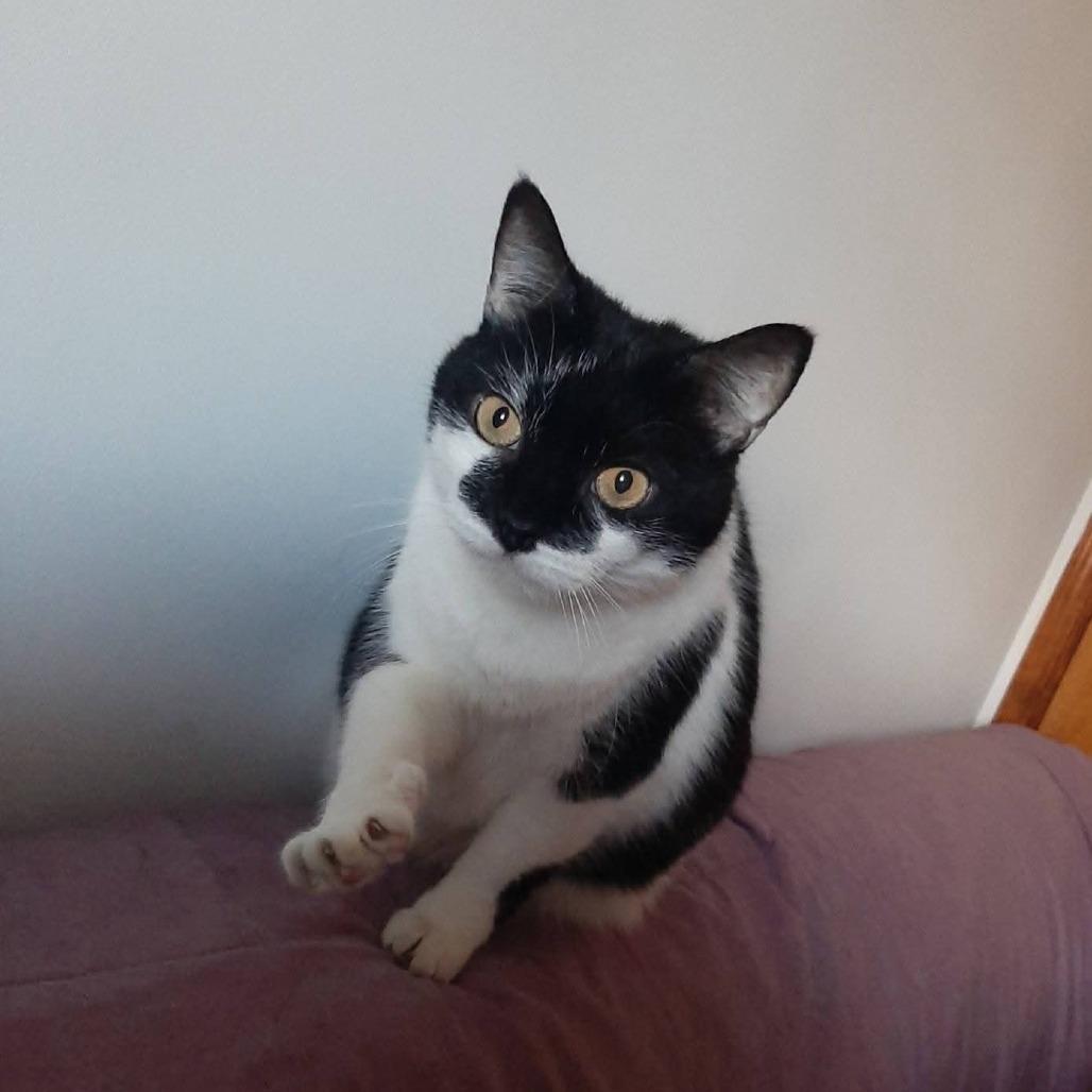 Enlarge Squeaky, a Adoptable Domestic Short Hair in Harrisonburg, VA image 3/6