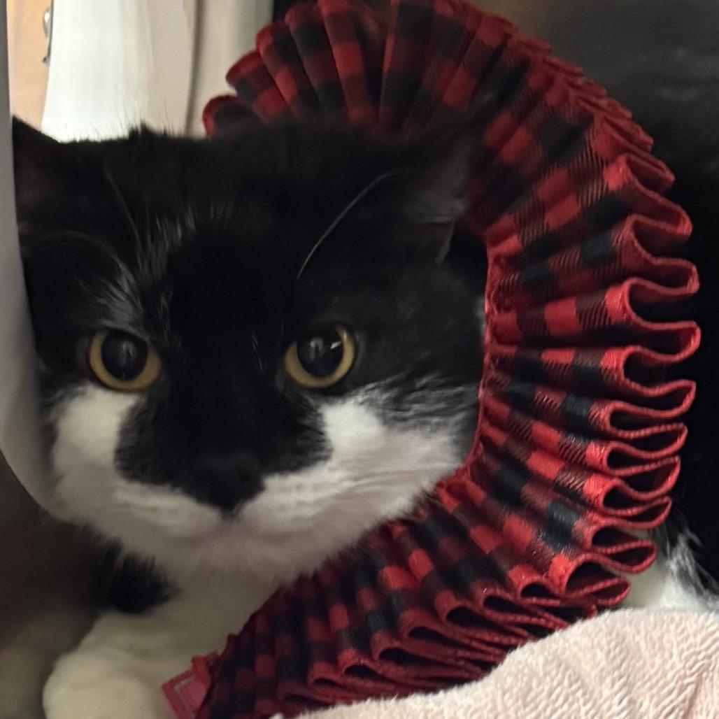 Enlarge Squeaky, a Adoptable Domestic Short Hair in Harrisonburg, VA image 2/4