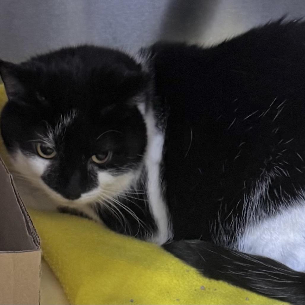 Enlarge Squeaky, a Adoptable Domestic Short Hair in Harrisonburg, VA image 3/4