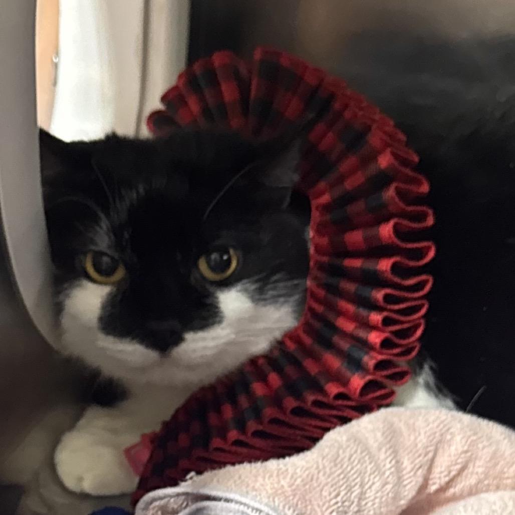 Enlarge Squeaky, a Adoptable Domestic Short Hair in Harrisonburg, VA image 4/4