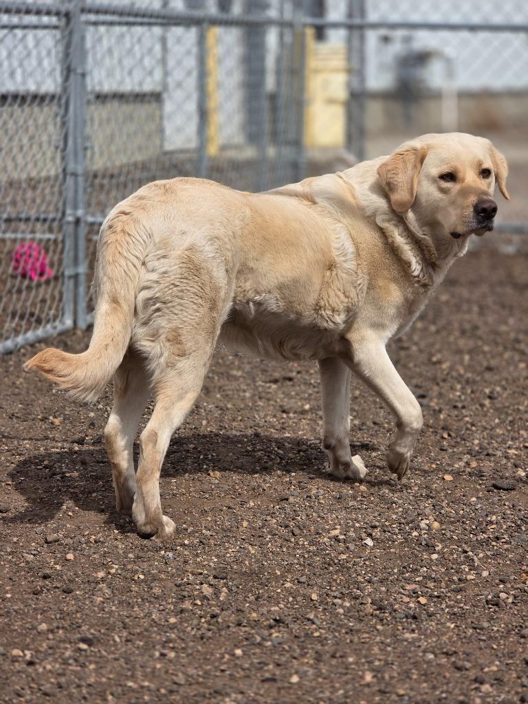 Enlarge Luna 26-8729, a Adoptable Labrador Retriever in Minot, ND image 1/4