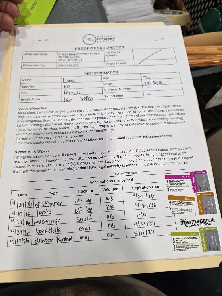 Enlarge Luna 26-8729, a Adoptable Labrador Retriever in Minot, ND image 2/4