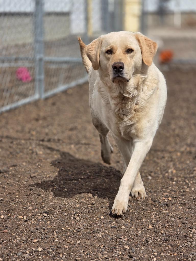 Enlarge Luna 26-8729, a Adoptable Labrador Retriever in Minot, ND image 3/4