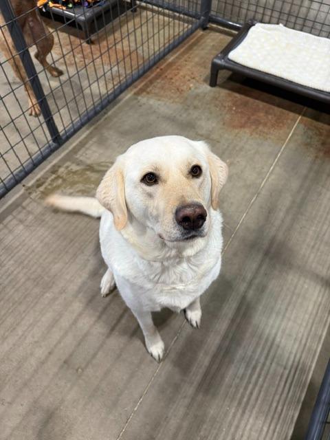 Enlarge Luna 26-8729, a Adoptable Labrador Retriever in Minot, ND image 4/4