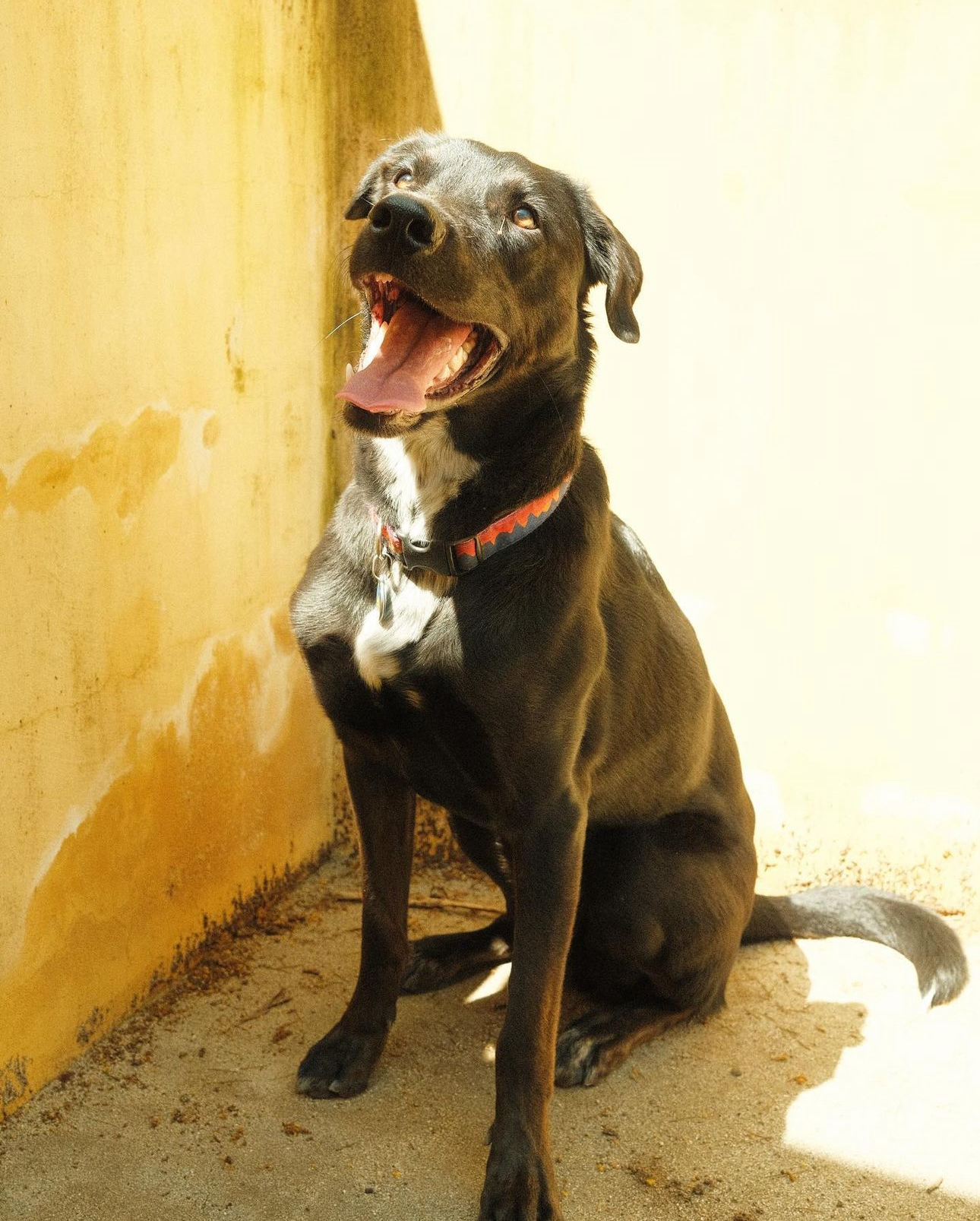 Denny, a Adoptable Black Labrador Retriever in Los Angeles, CA image 6/6