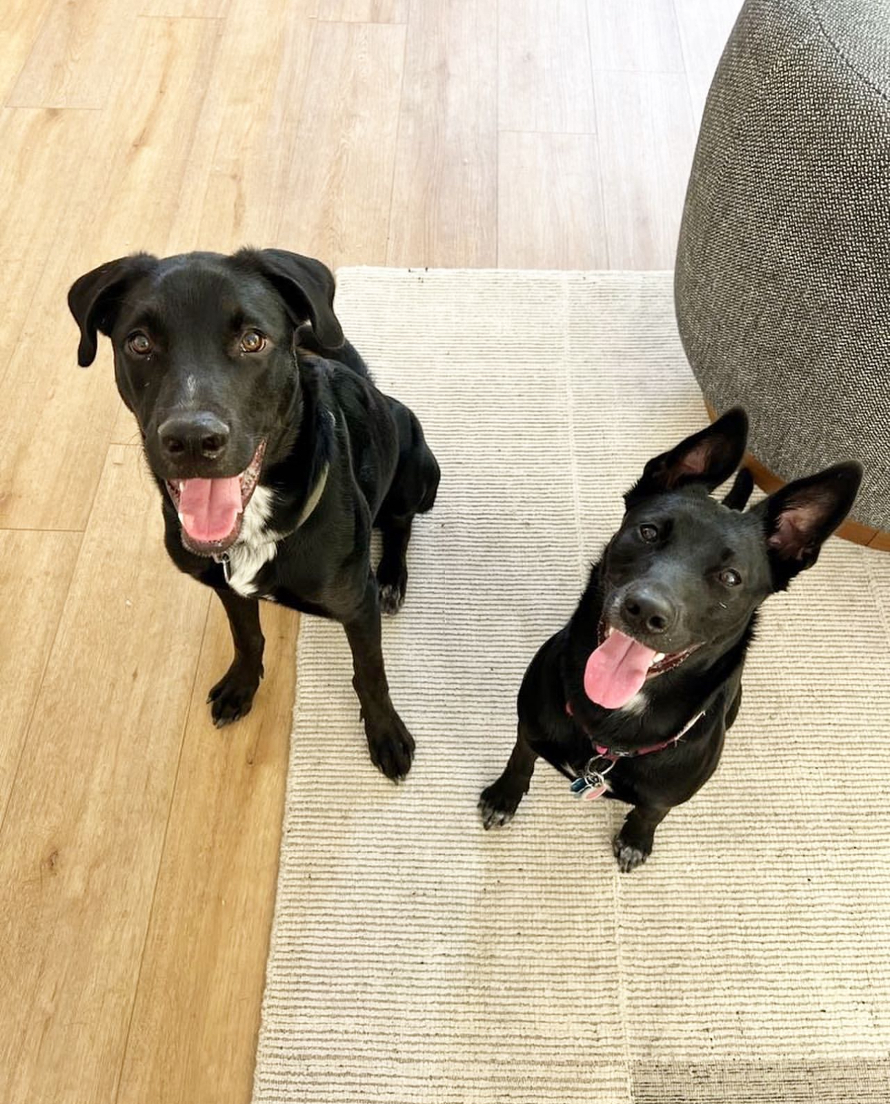 Denny, a Adoptable Black Labrador Retriever in Los Angeles, CA image 5/6