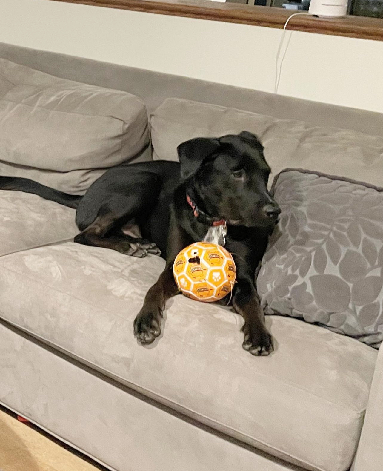 Denny, a Adoptable Black Labrador Retriever in Los Angeles, CA image 3/6