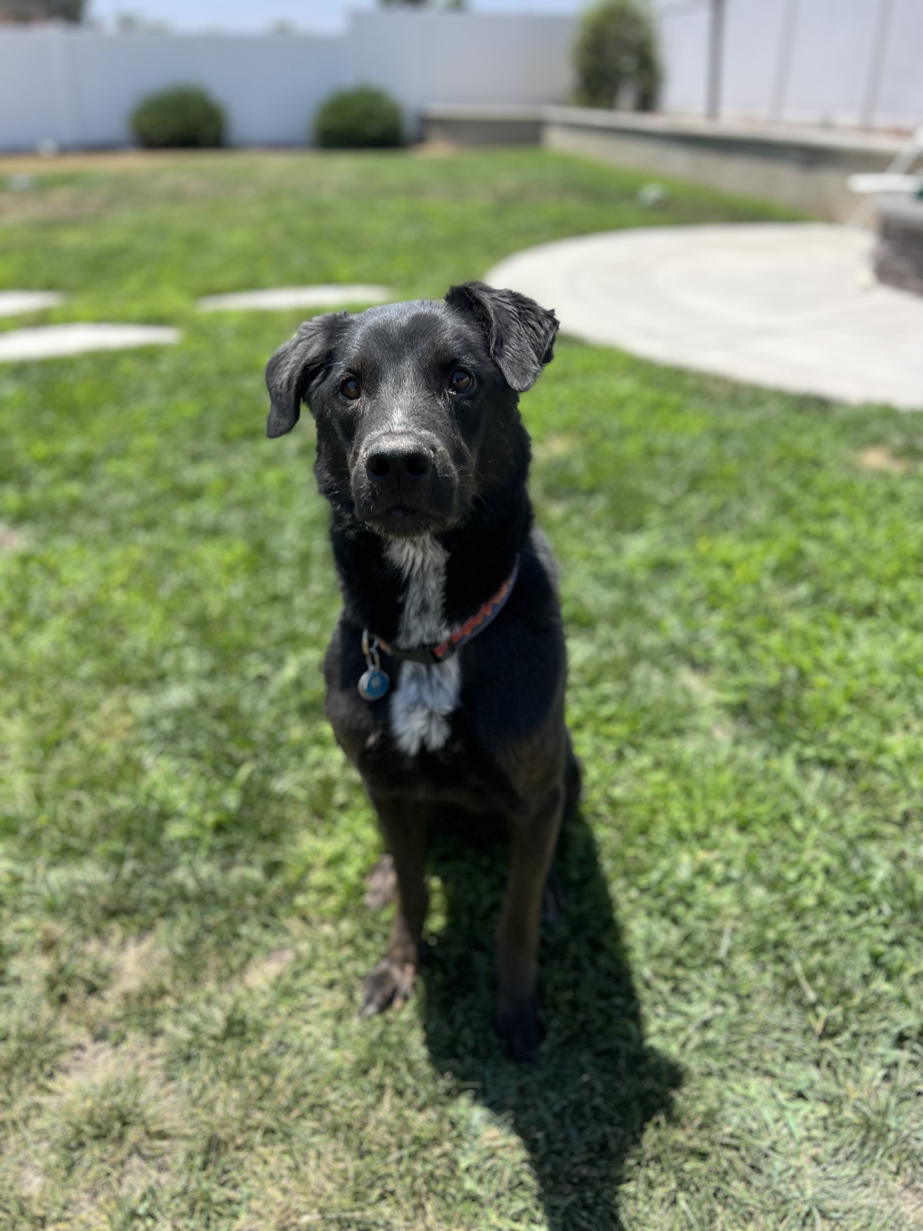 Denny, Adoptable, Adult Male Black Labrador Retriever.