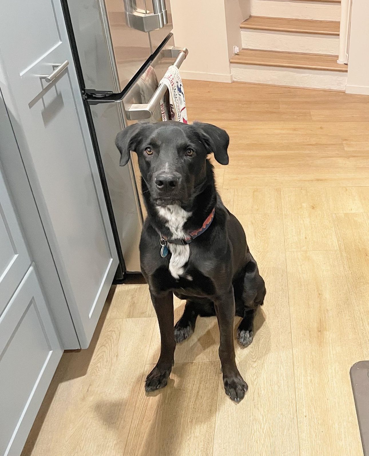 Denny, a Adoptable Black Labrador Retriever in Los Angeles, CA image 4/6