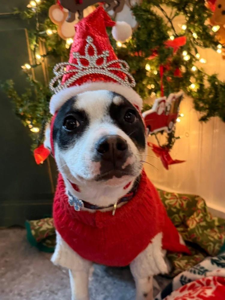 Enlarge Aaliyah/Phoenix, a Adoptable mixed breed in Scranton, PA image 1/6