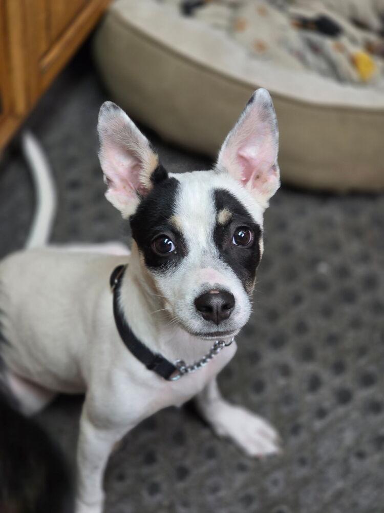 Aaliyah/Phoenix, Adoptable, Puppy Female Pit Bull Terrier.