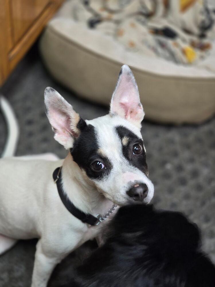 Aaliyah/Phoenix, a Adoptable mixed breed in Scranton, PA image 2/3