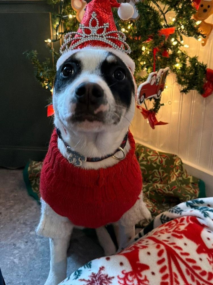 Enlarge Aaliyah/Phoenix, a Adoptable mixed breed in Scranton, PA image 4/6