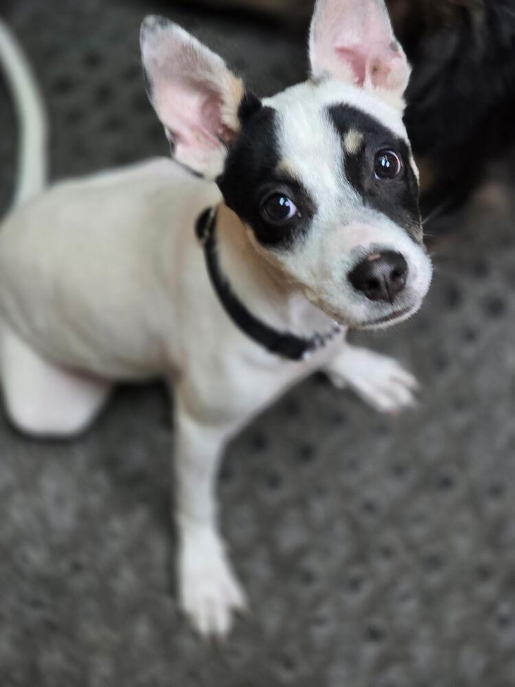 Aaliyah/Phoenix, a Adoptable mixed breed in Scranton, PA image 3/3