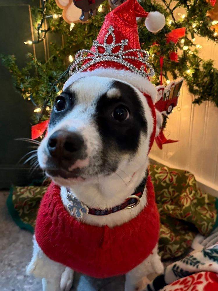 Enlarge Aaliyah/Phoenix, a Adoptable mixed breed in Scranton, PA image 6/6