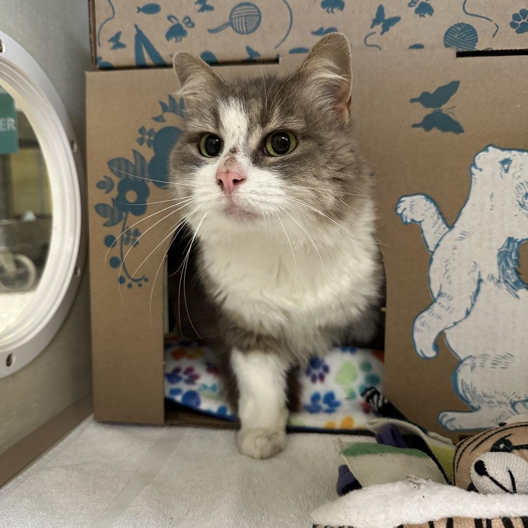 Jujube, Adoptable, Senior Female Domestic Medium Hair.