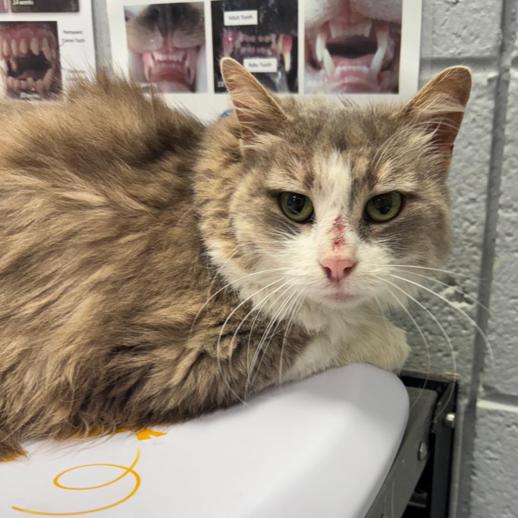 Jujube, a Adoptable Domestic Medium Hair in West Olive, MI image 2/6