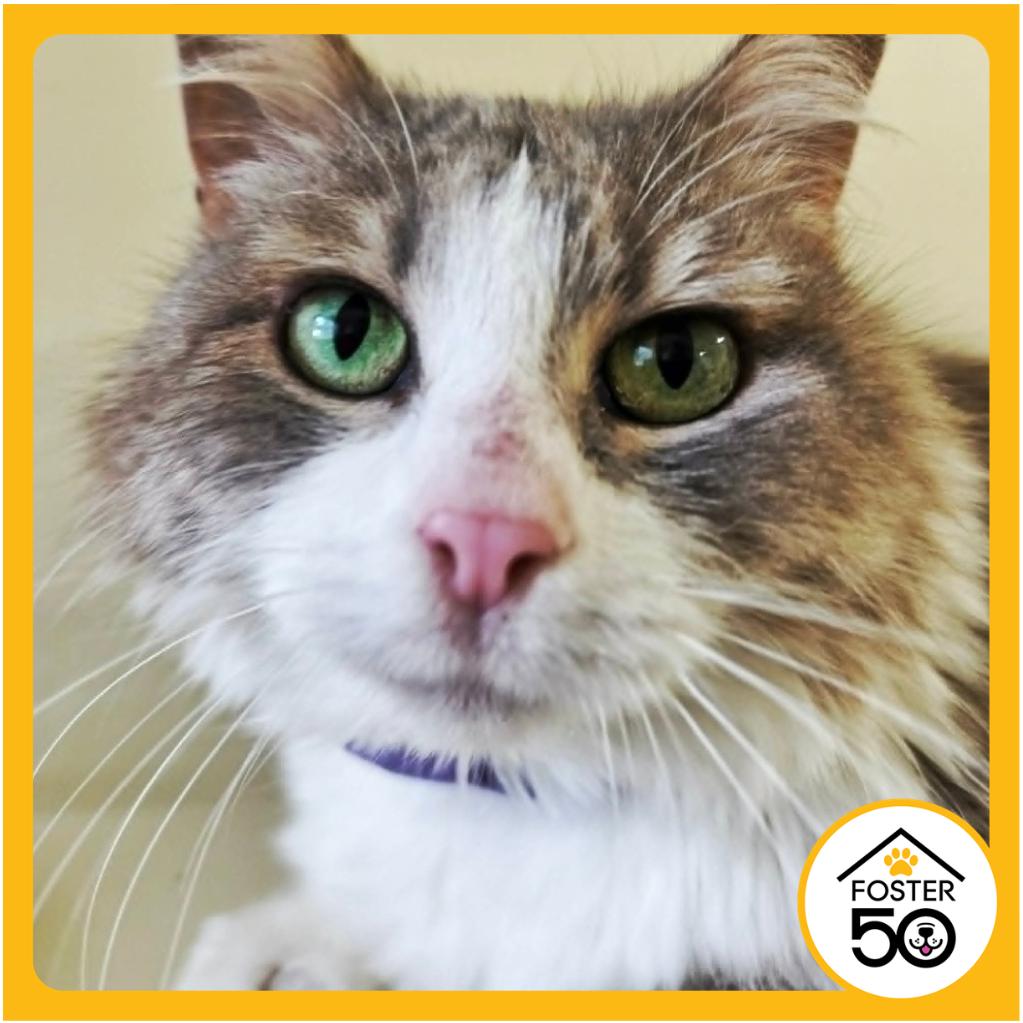 Jujube, a Adoptable Domestic Medium Hair in West Olive, MI image 3/6