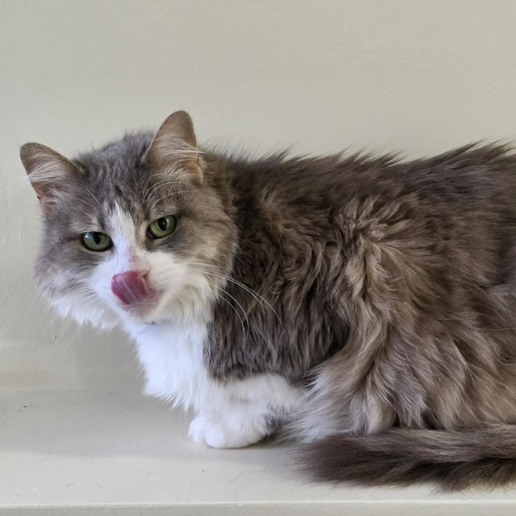 Jujube, a Adoptable Domestic Medium Hair in West Olive, MI image 4/6