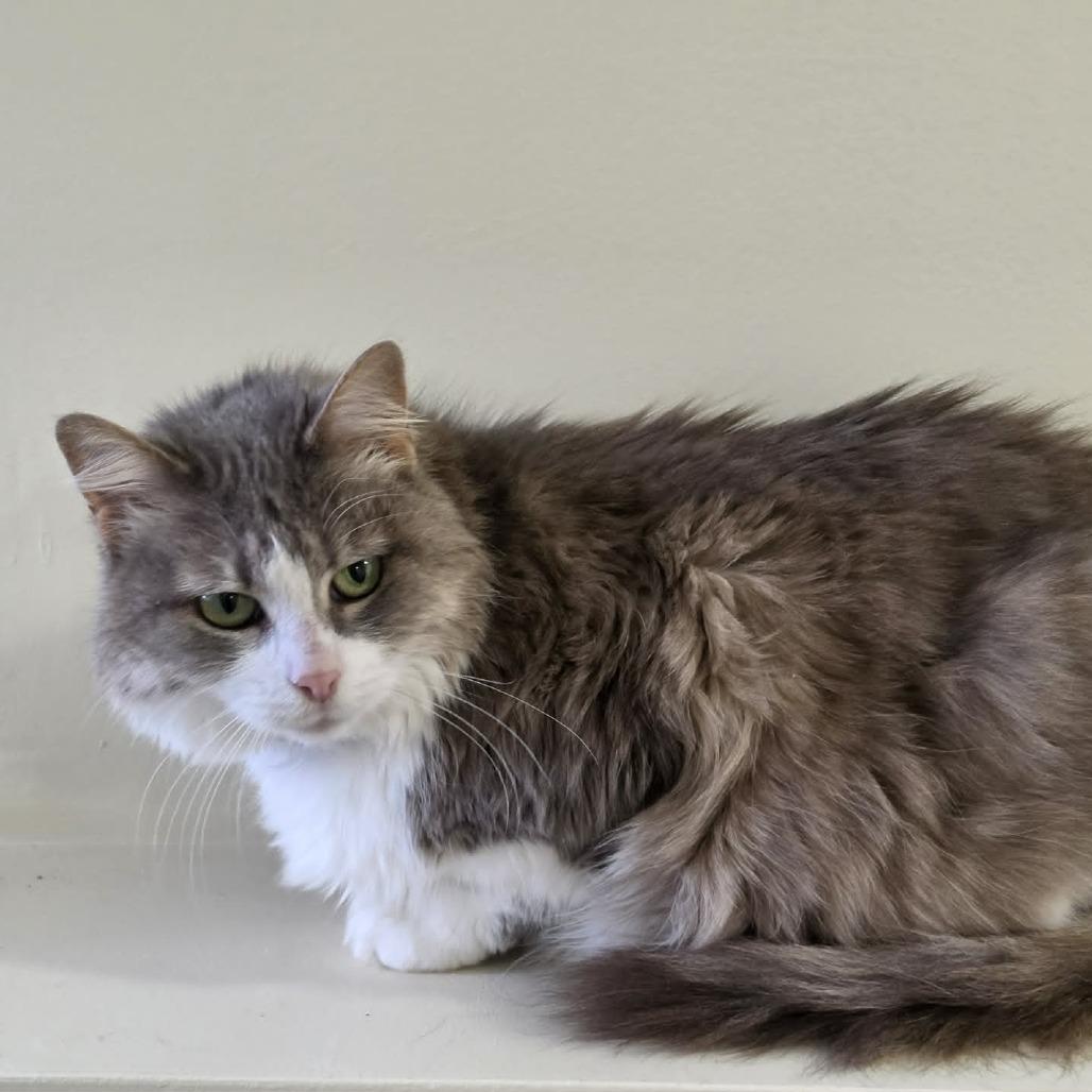 Jujube, a Adoptable Domestic Medium Hair in West Olive, MI image 5/6