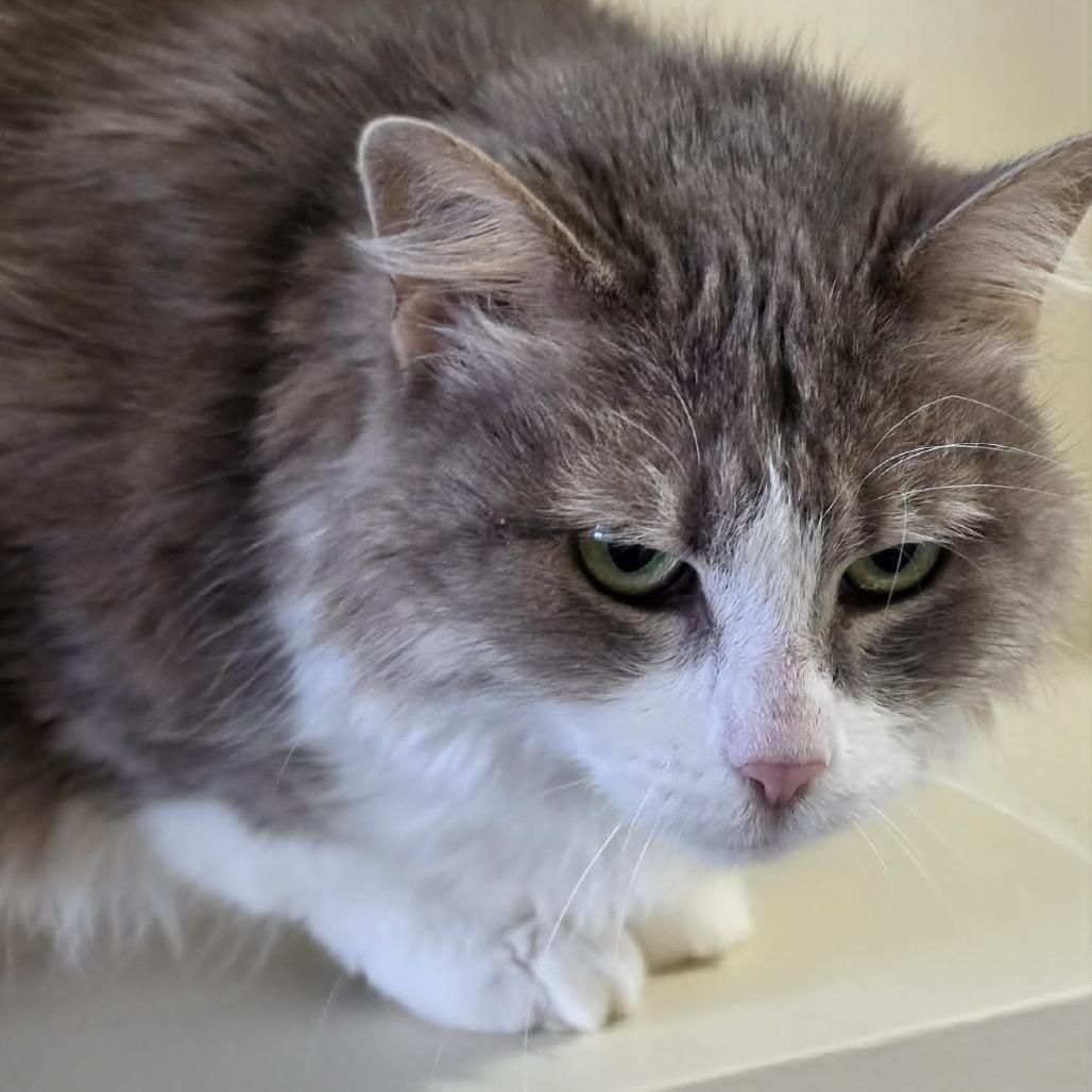 Jujube, a Adoptable Domestic Medium Hair in West Olive, MI image 6/6