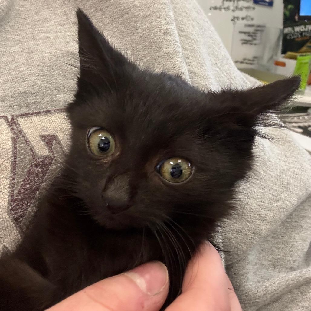 Beanie Baby, Adoptable, Kitten Male Domestic Medium Hair.