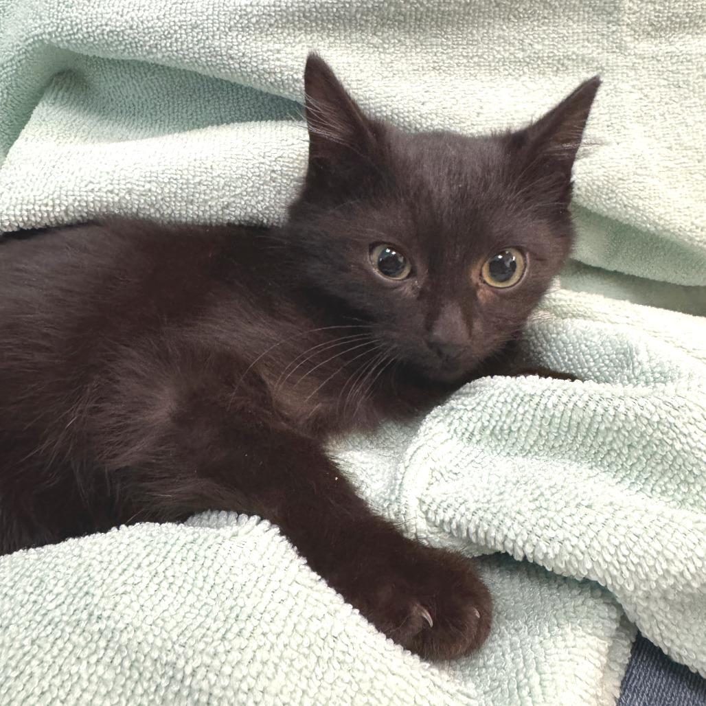 Enlarge Beanie Baby, a Adoptable Domestic Medium Hair in Waco, TX image 2/2