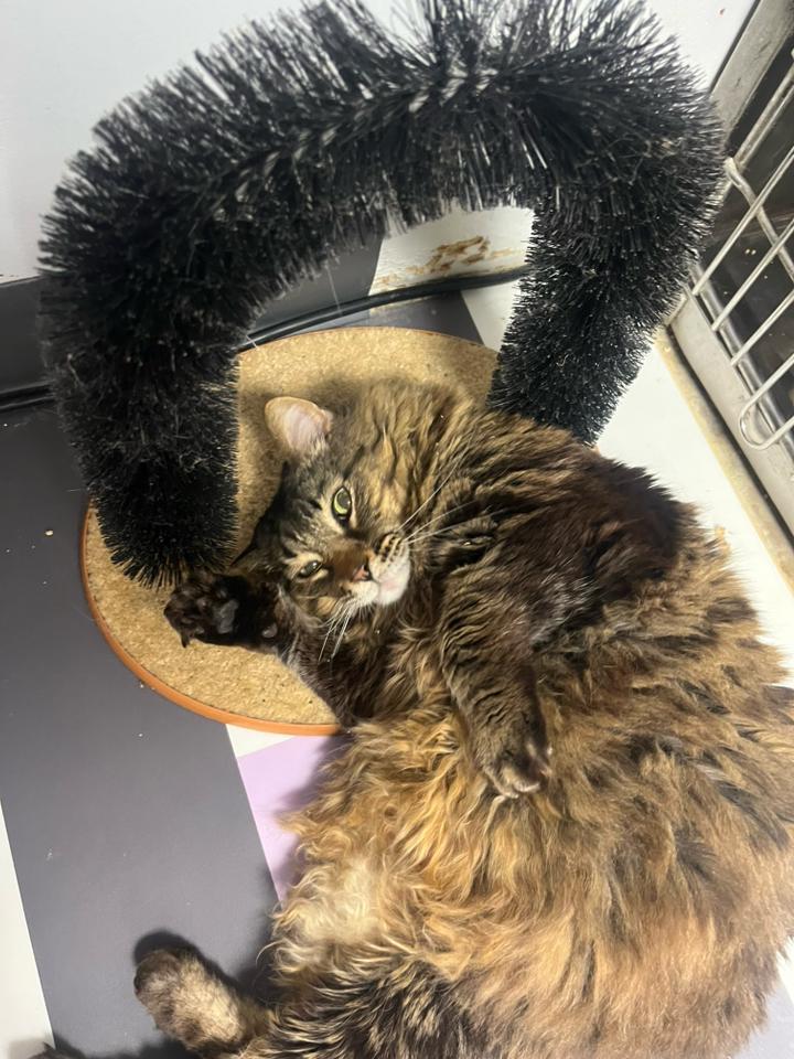 Champ, Adopted, Senior Male Domestic Long Hair.