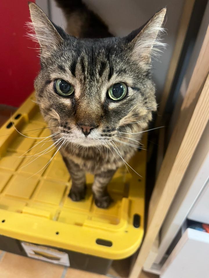 Enlarge Champ, a Adopted Domestic Long Hair in Cedar Rapids, IA image 2/3