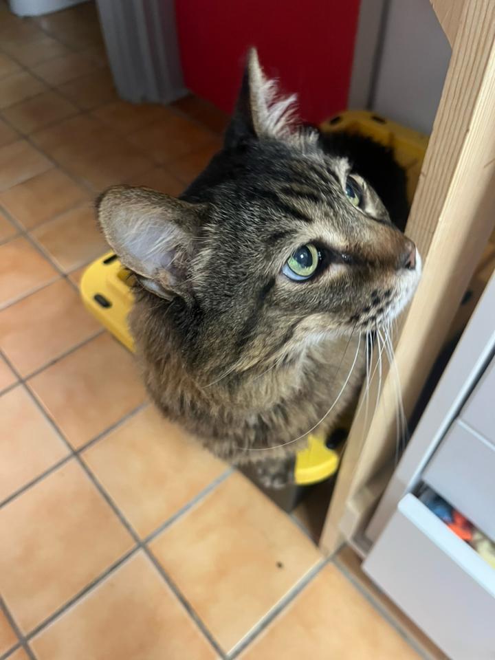 Enlarge Champ, a Adopted Domestic Long Hair in Cedar Rapids, IA image 3/3