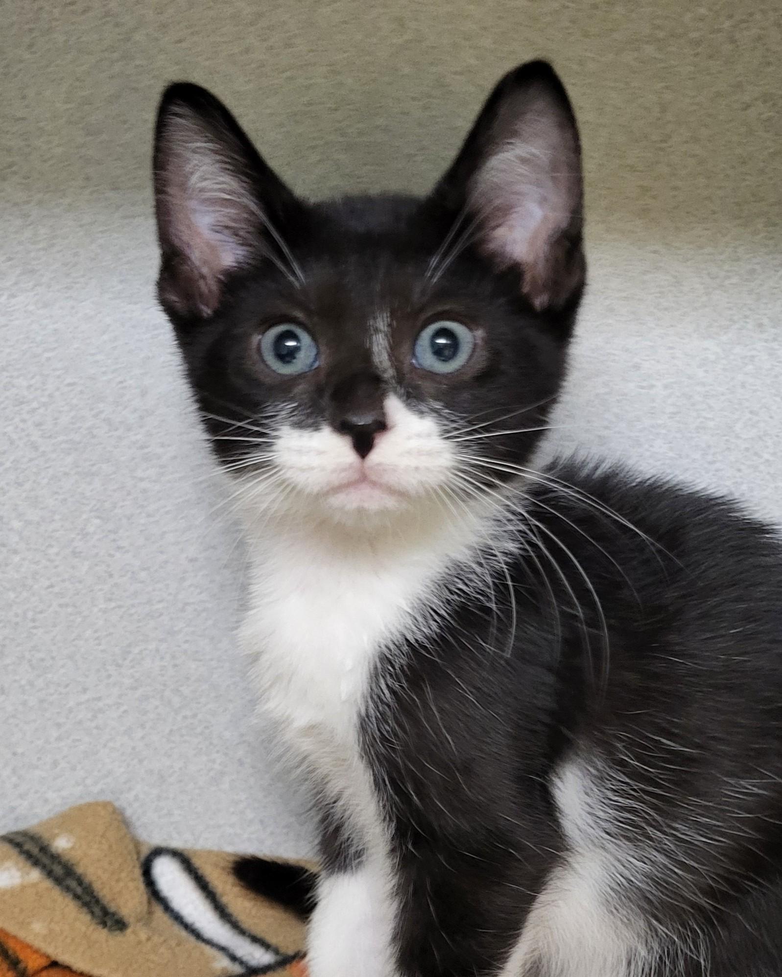 Enlarge Bran, an adopted Domestic Short Hair in Grayslake, IL image 1/2