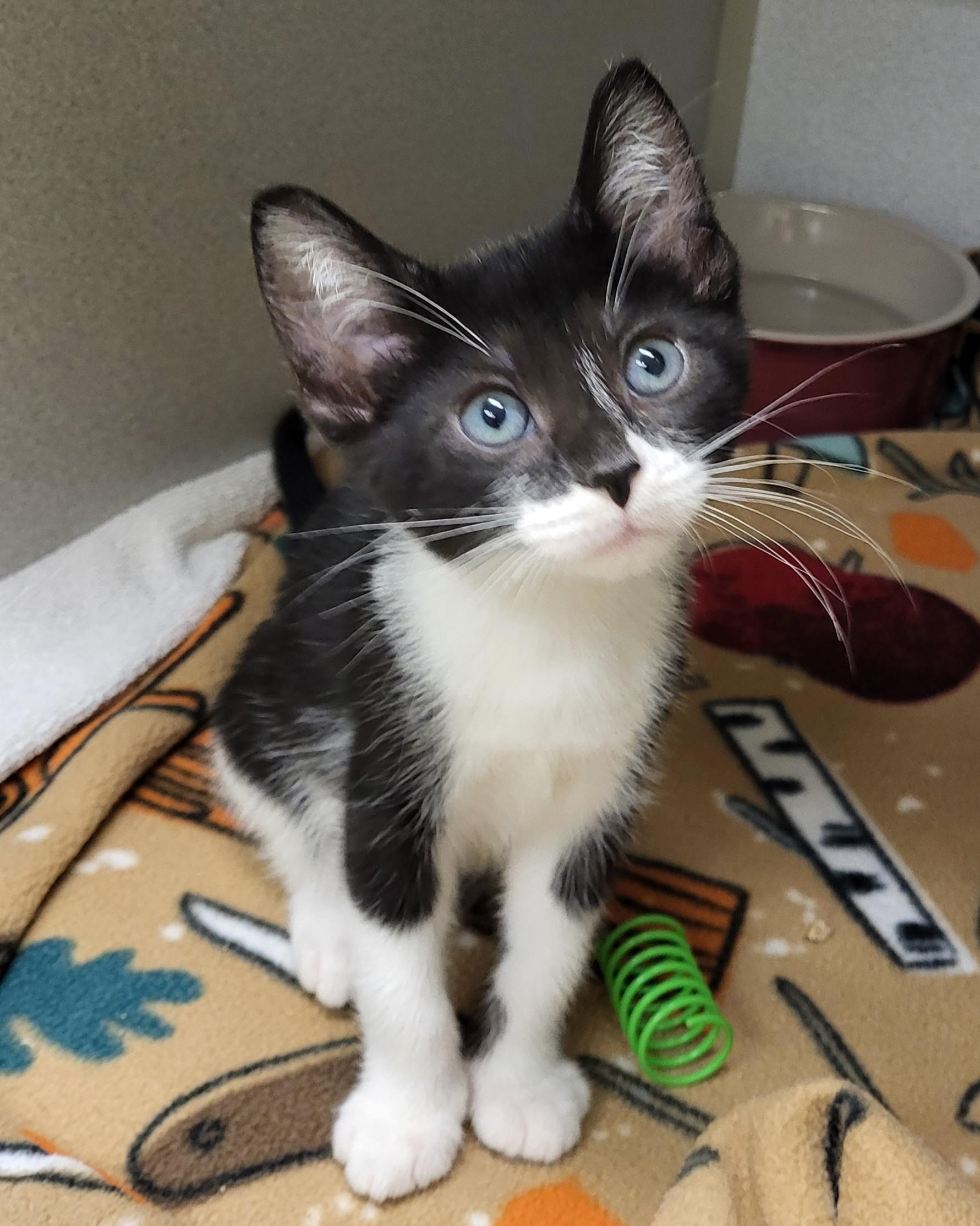 Enlarge Bran, an adopted Domestic Short Hair in Grayslake, IL image 2/2