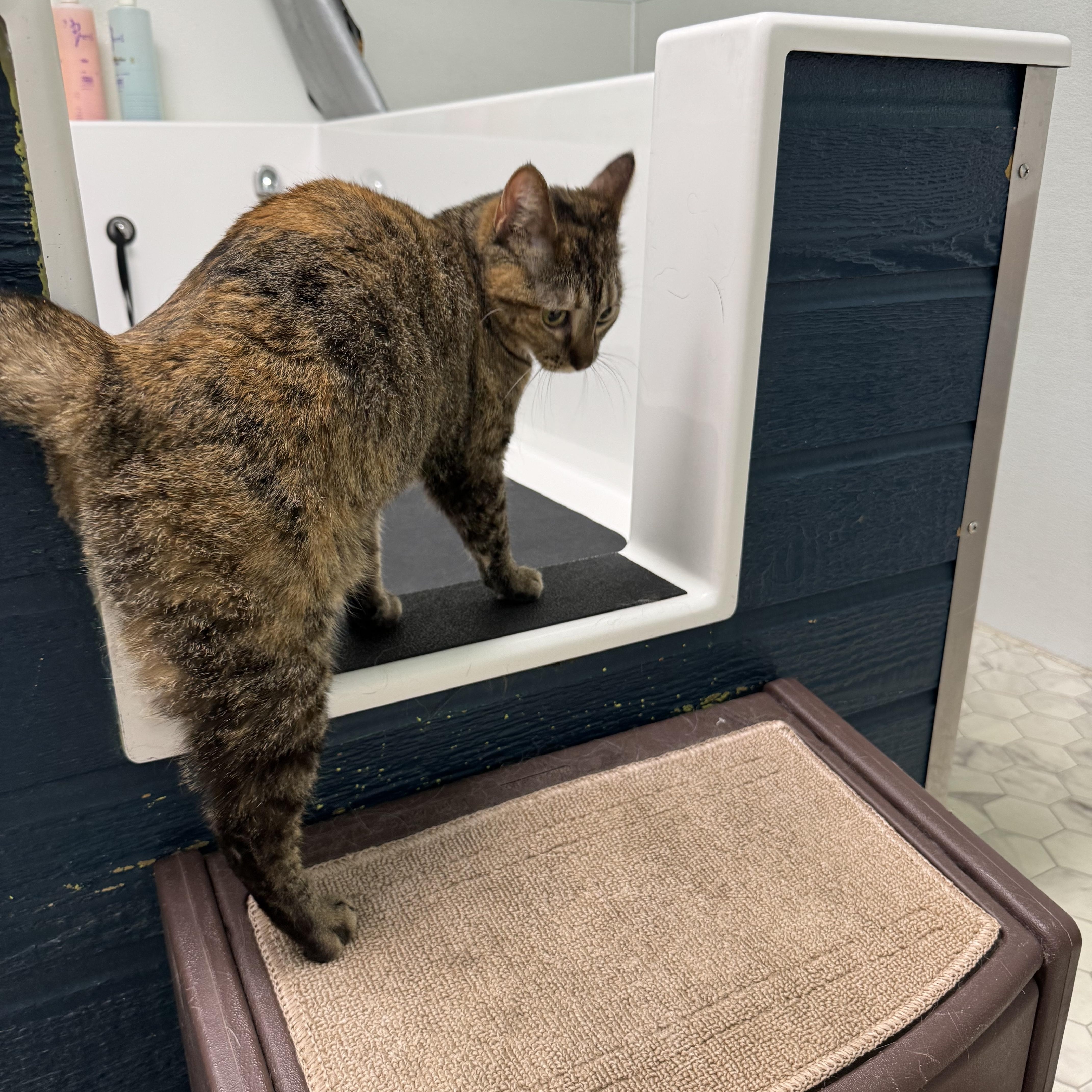 Enlarge Kennedy, a ADOPTABLE mixed breed in Valley Center, KS image 3/5