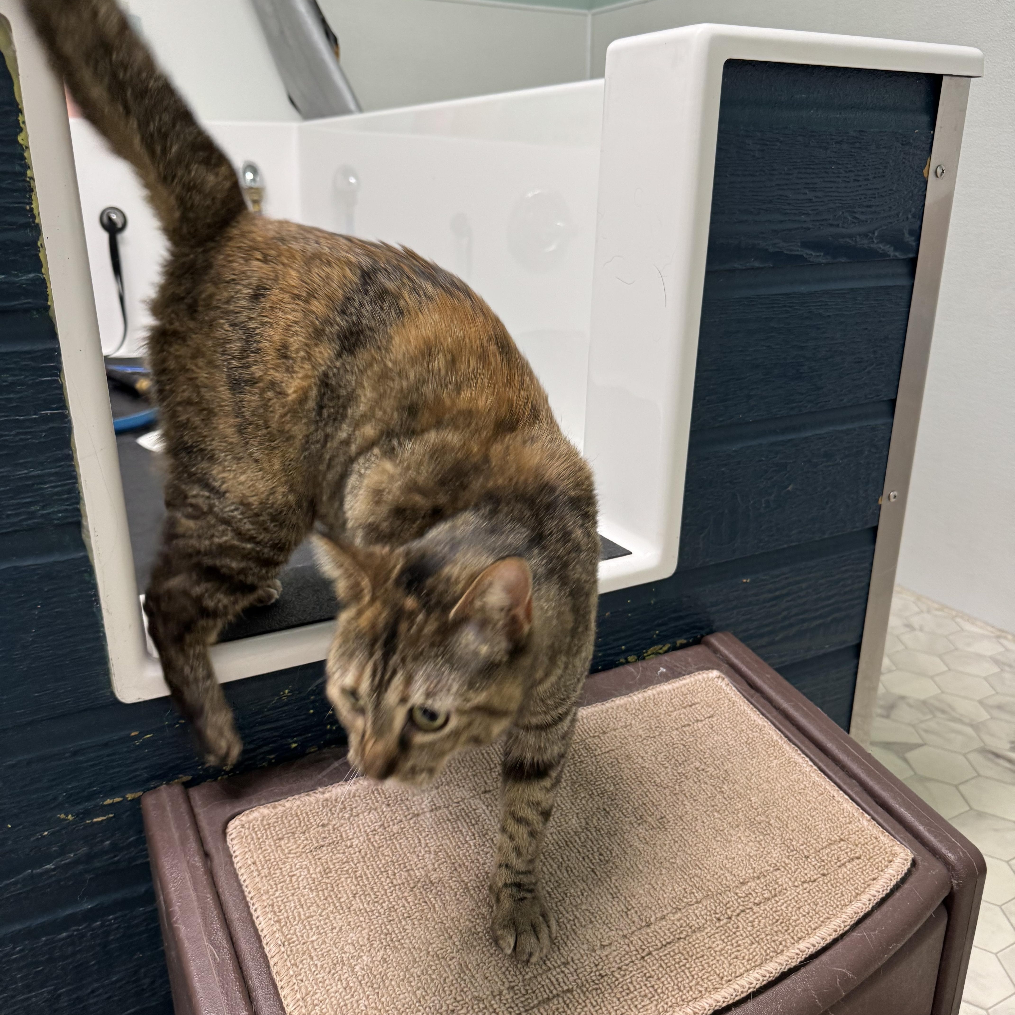 Enlarge Kennedy, a ADOPTABLE mixed breed in Valley Center, KS image 5/5