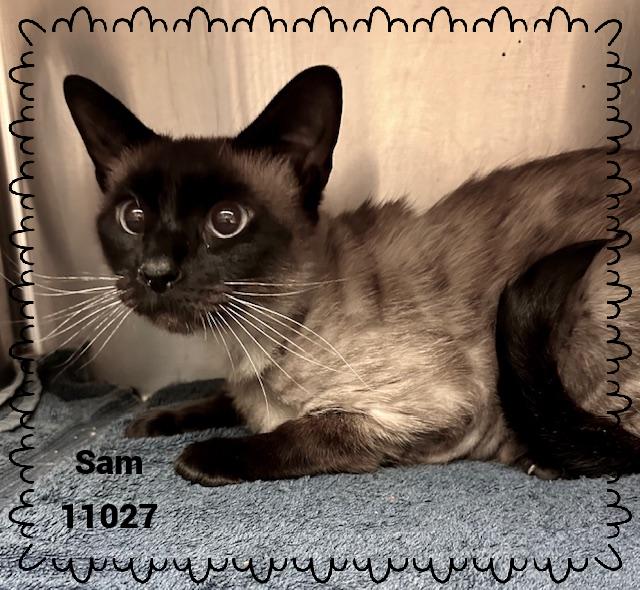 SAM