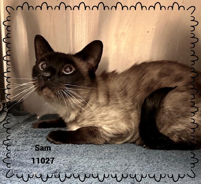 SAM
