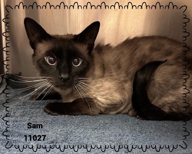 SAM