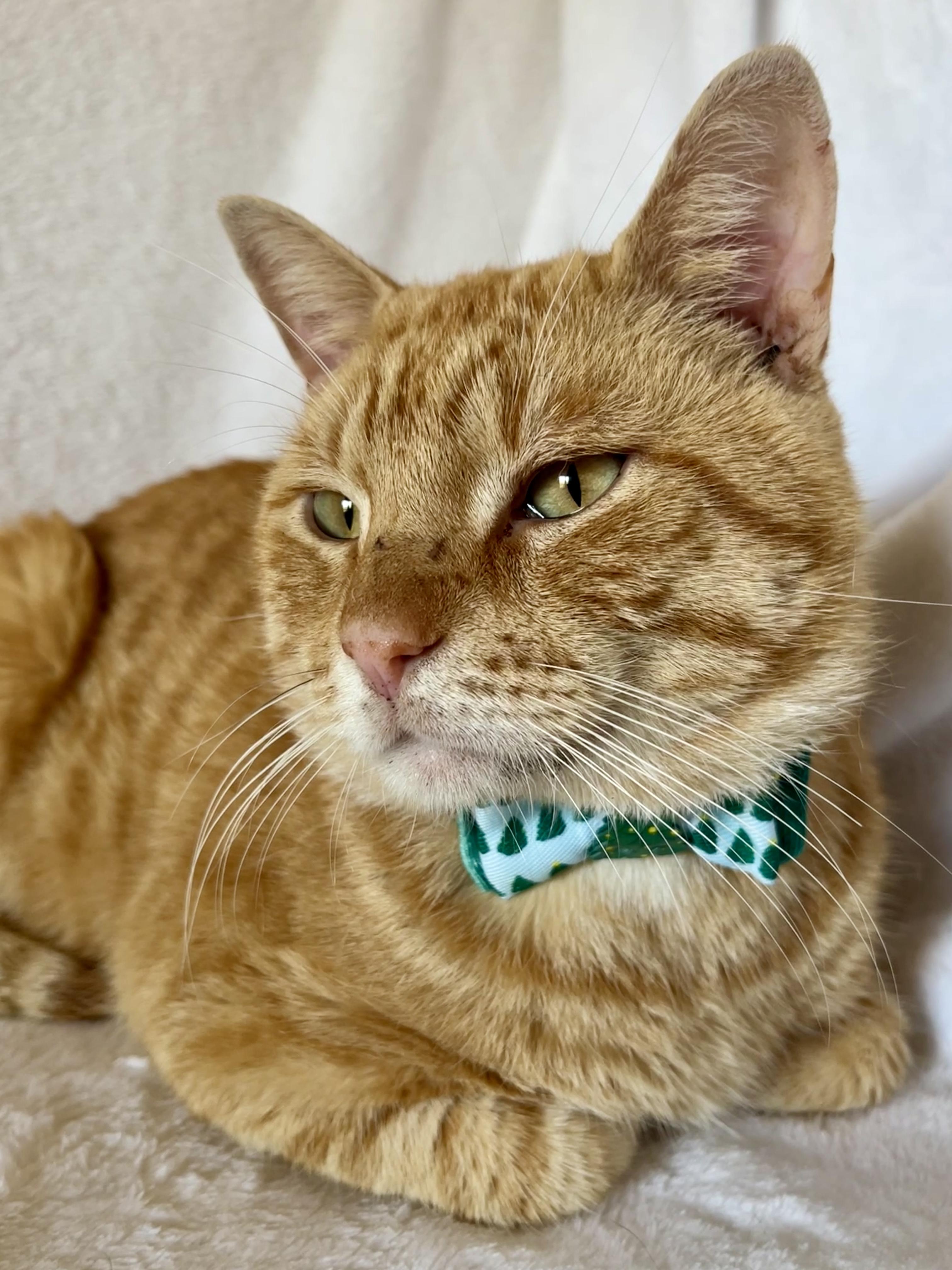 Travis, Adopted, Adult Male Domestic Short Hair.