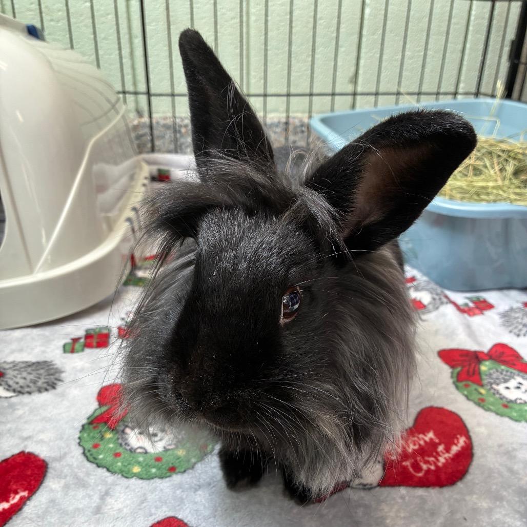 Chloe, Adoptable, Young Female Lionhead.