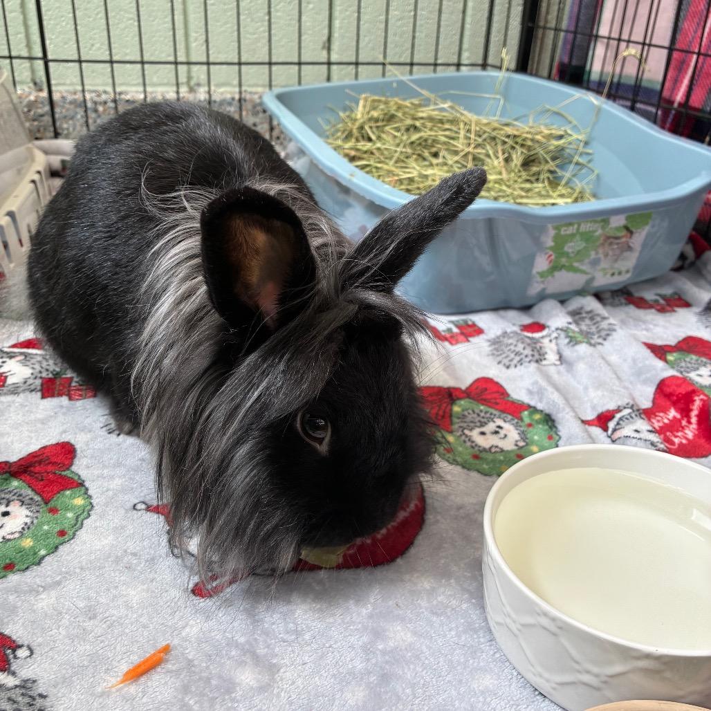 Enlarge Chloe, a Adoptable Lionhead in West Olive, MI image 2/5