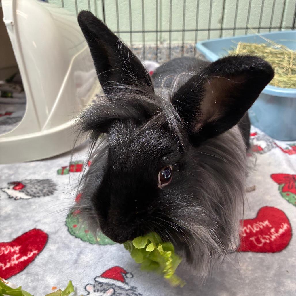 Enlarge Chloe, a Adoptable Lionhead in West Olive, MI image 3/5
