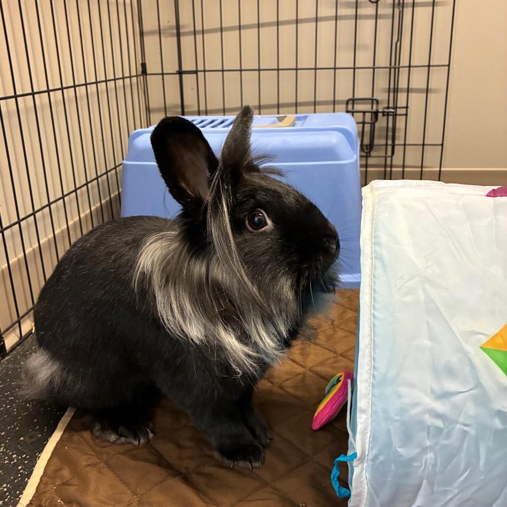 Enlarge Chloe, a Adoptable Lionhead in West Olive, MI image 4/5