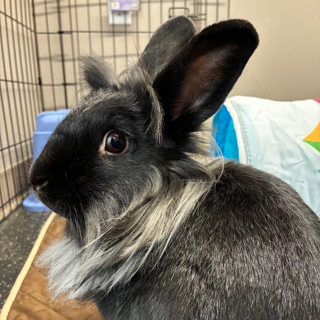 Enlarge Chloe, a Adoptable Lionhead in West Olive, MI image 5/5