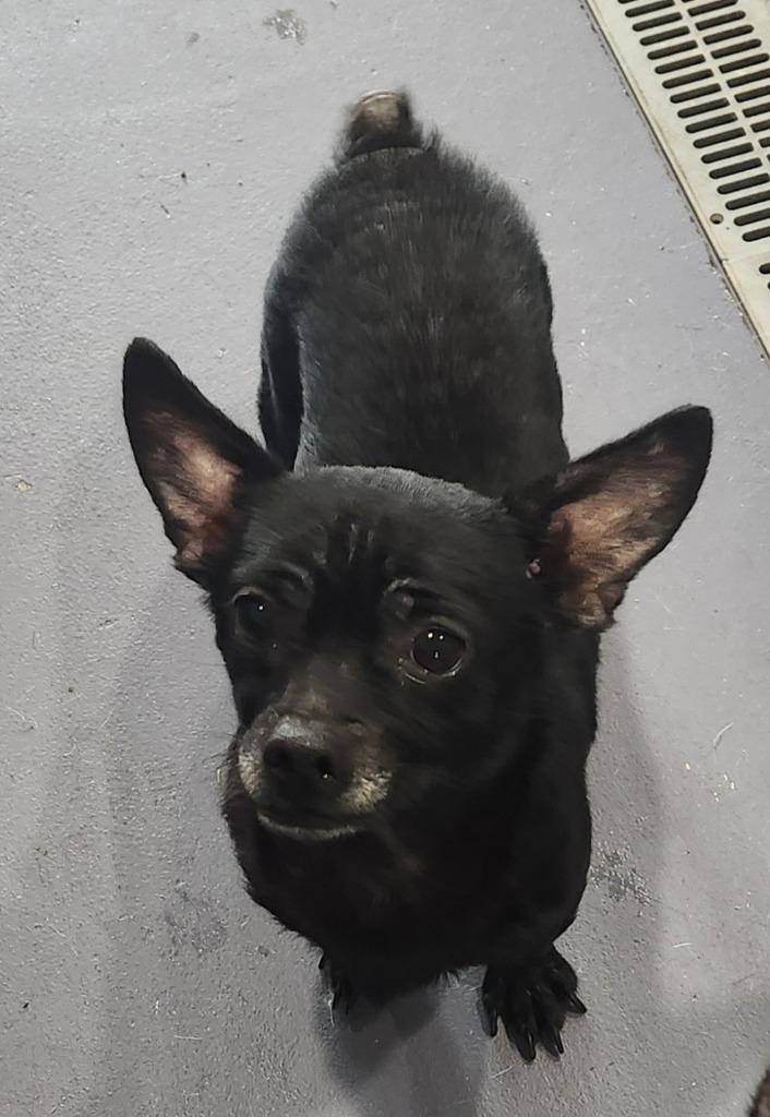 Enlarge Radar, a Adoptable Chihuahua in Walnutport, PA image 1/1