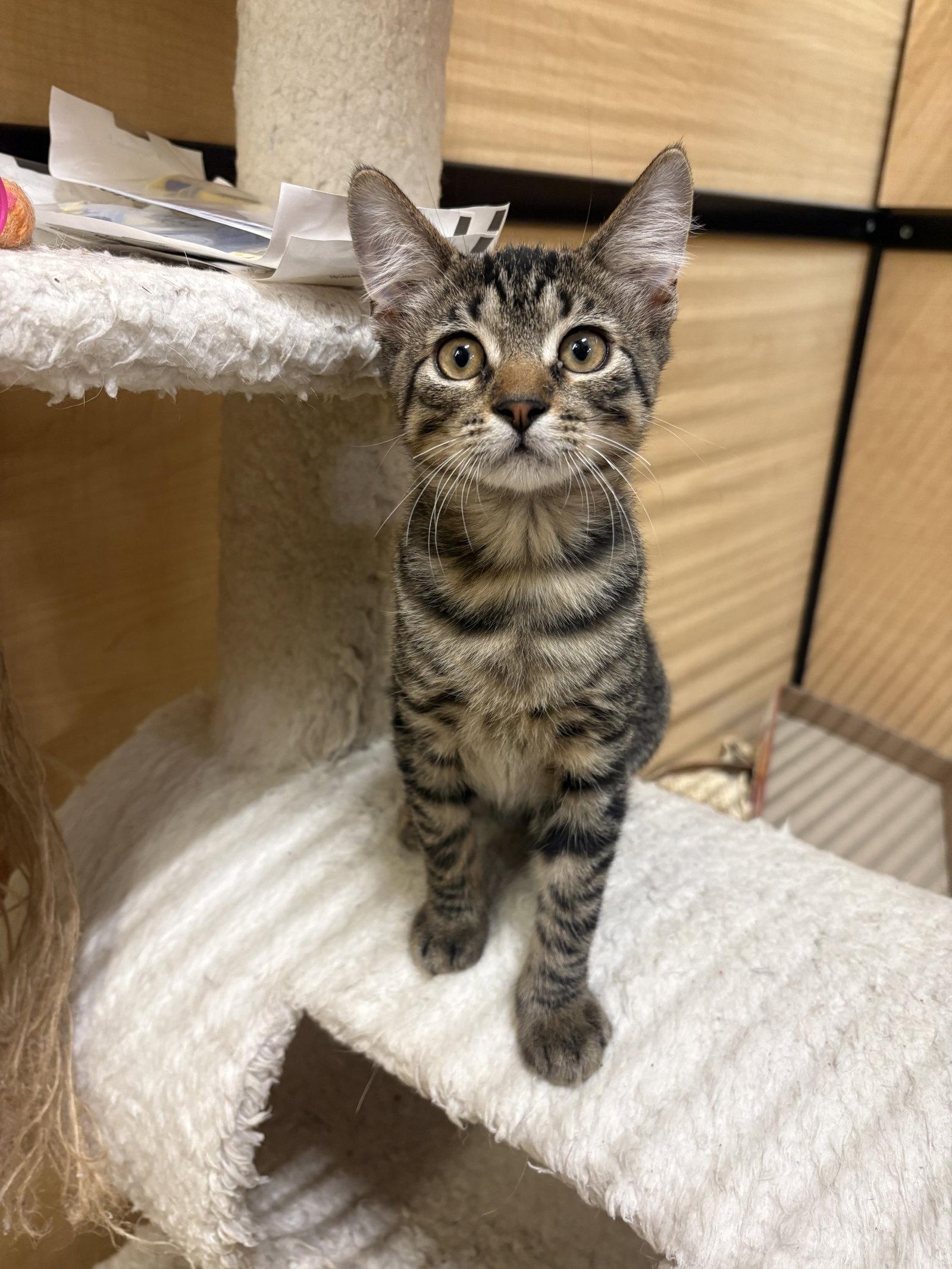 Brambles, Adopted, Kitten Male Tabby & Domestic Short Hair.