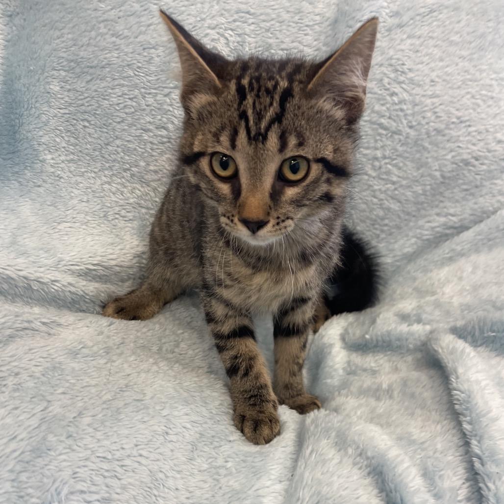 Boyo, Adoptable, Kitten Male Domestic Short Hair.