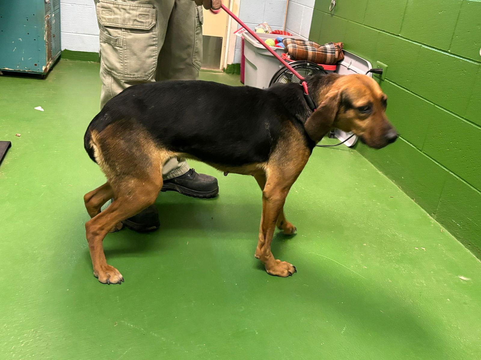 Juliee: Not at the shelter (Joslyn), Adopted, Adult Female Hound.