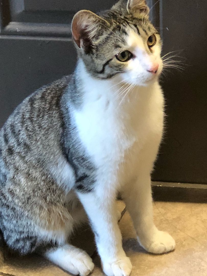 EENY, a Adoptable mixed breed in Homewood, AL image 1/11