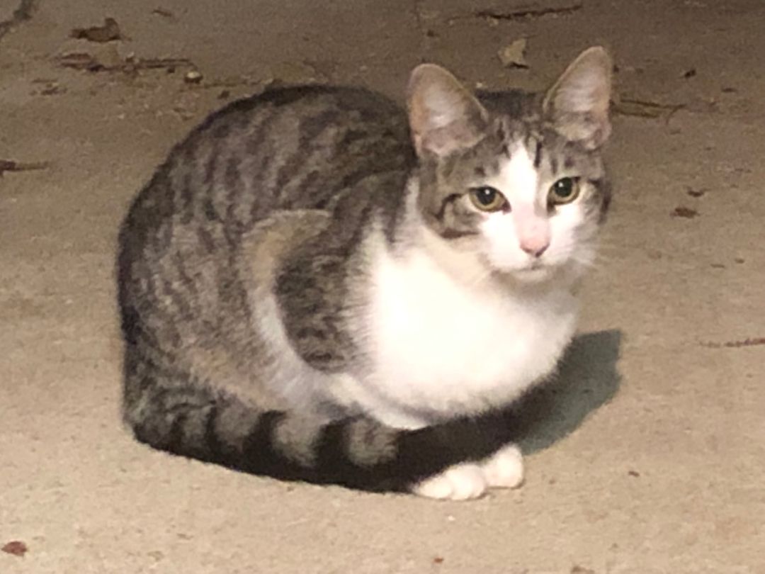 EENY, a Adoptable mixed breed in Homewood, AL image 2/11