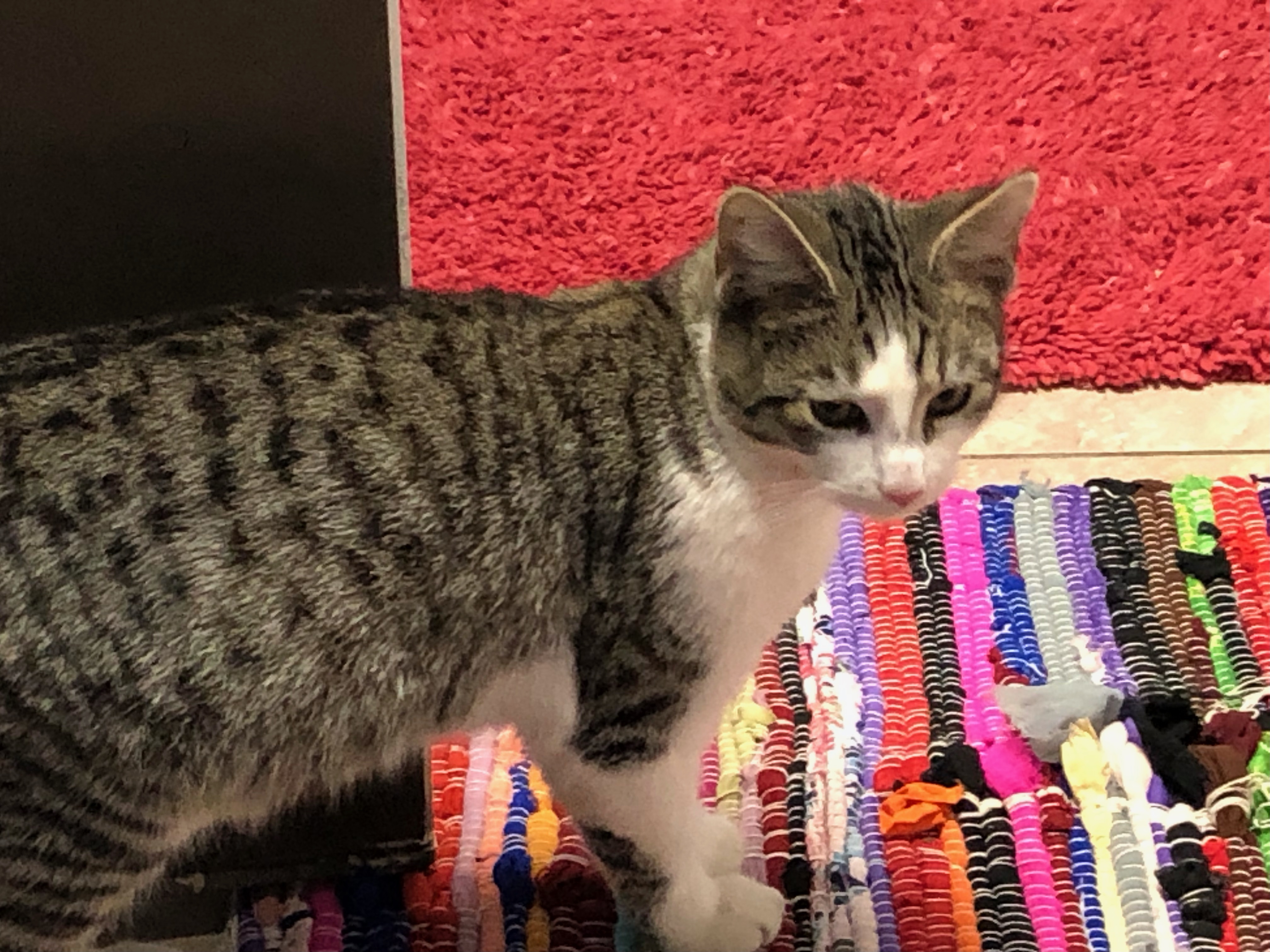 EENY, a Adoptable mixed breed in Homewood, AL image 3/11